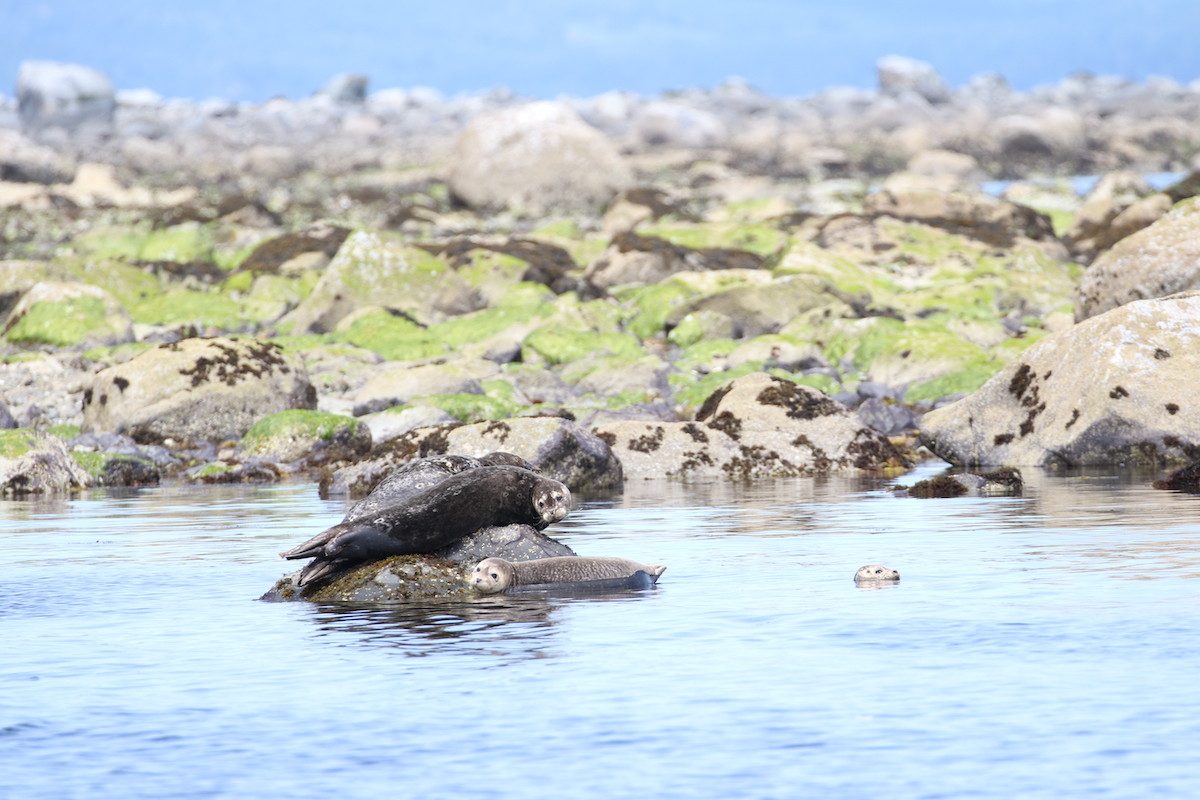 Seals at Octopus Island.