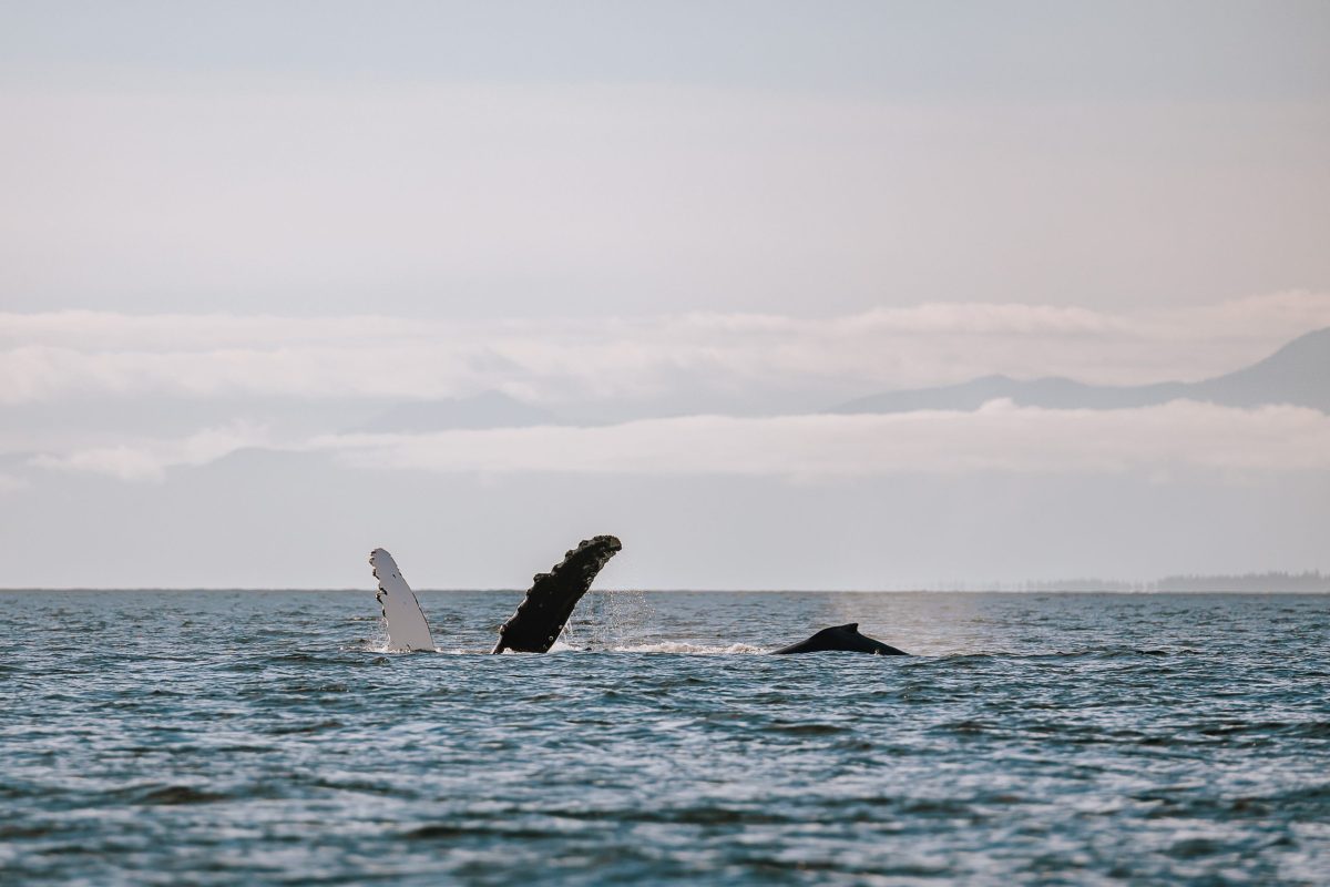 A whale swims near the ocean surface with one white flipper and one darker flipper raised, mountains and a cloudy sky visible in the distant background.