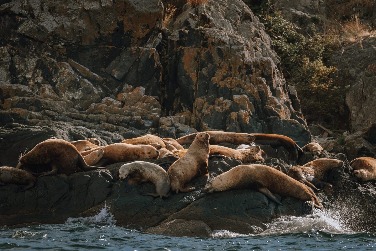 A group of sea lions lounges on rocky shorelines near the water, with waves splashing at the rocks and rugged cliffs in the background.