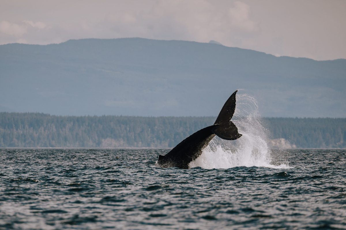 A whale’s tail splashes dramatically in the ocean, with forested hills and mountains in the background under a cloudy sky.
