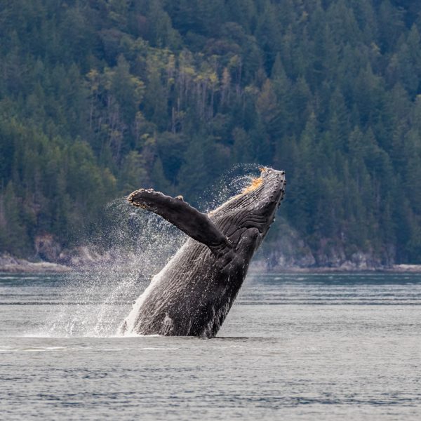 Whale humpback