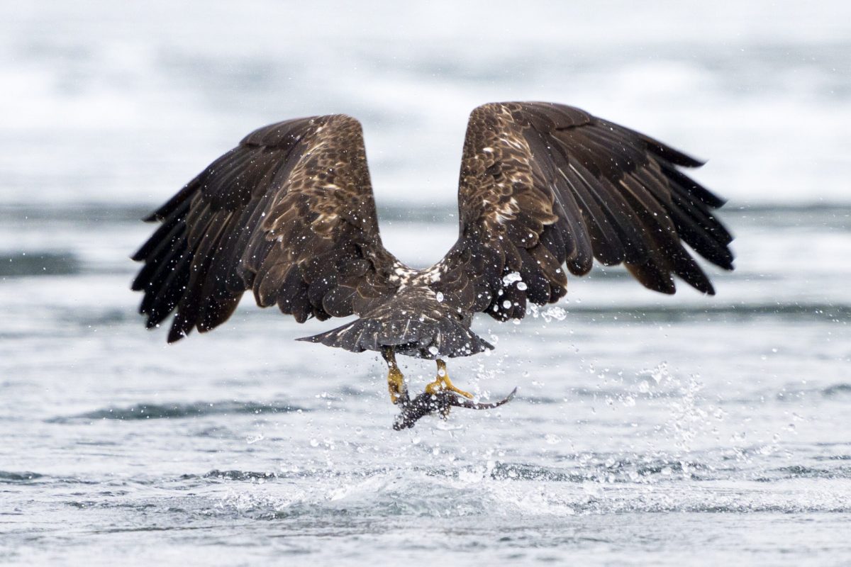 Juvenile Bald Eagle catching on hake
