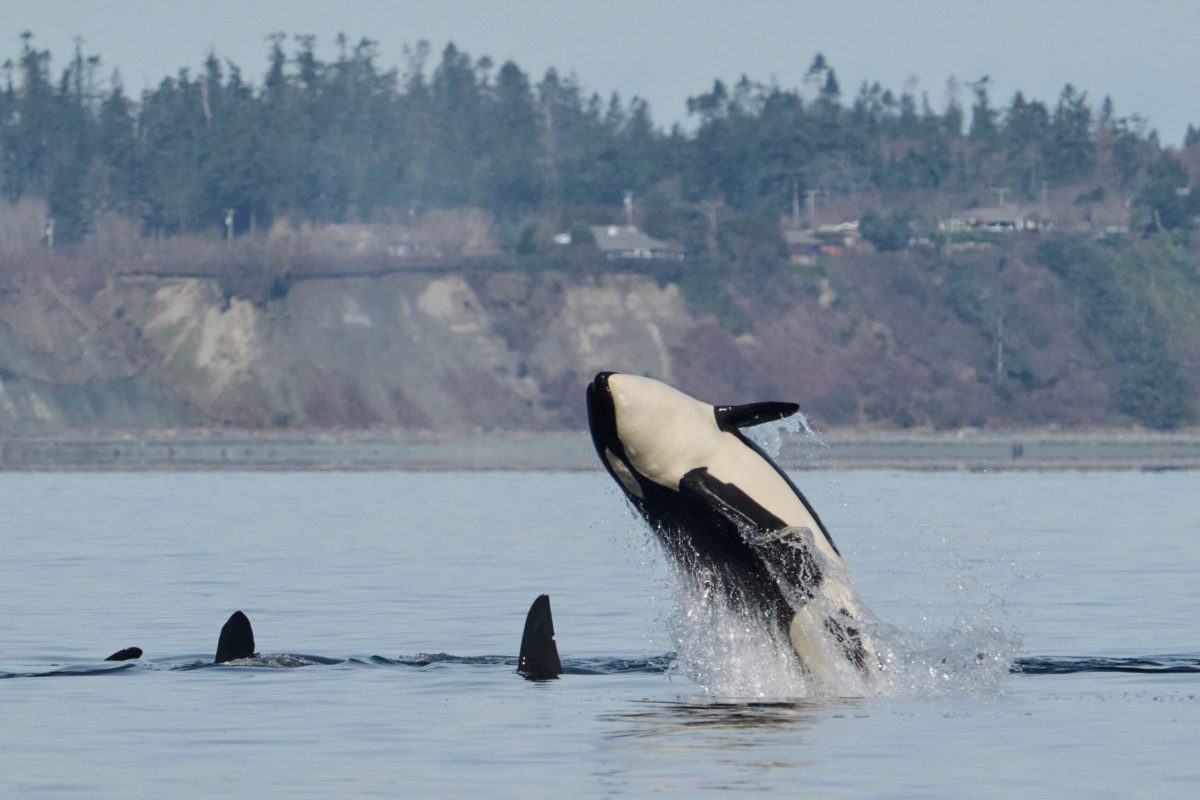 Herring Spawn Vancouver Island Biggs Orca Breahcing