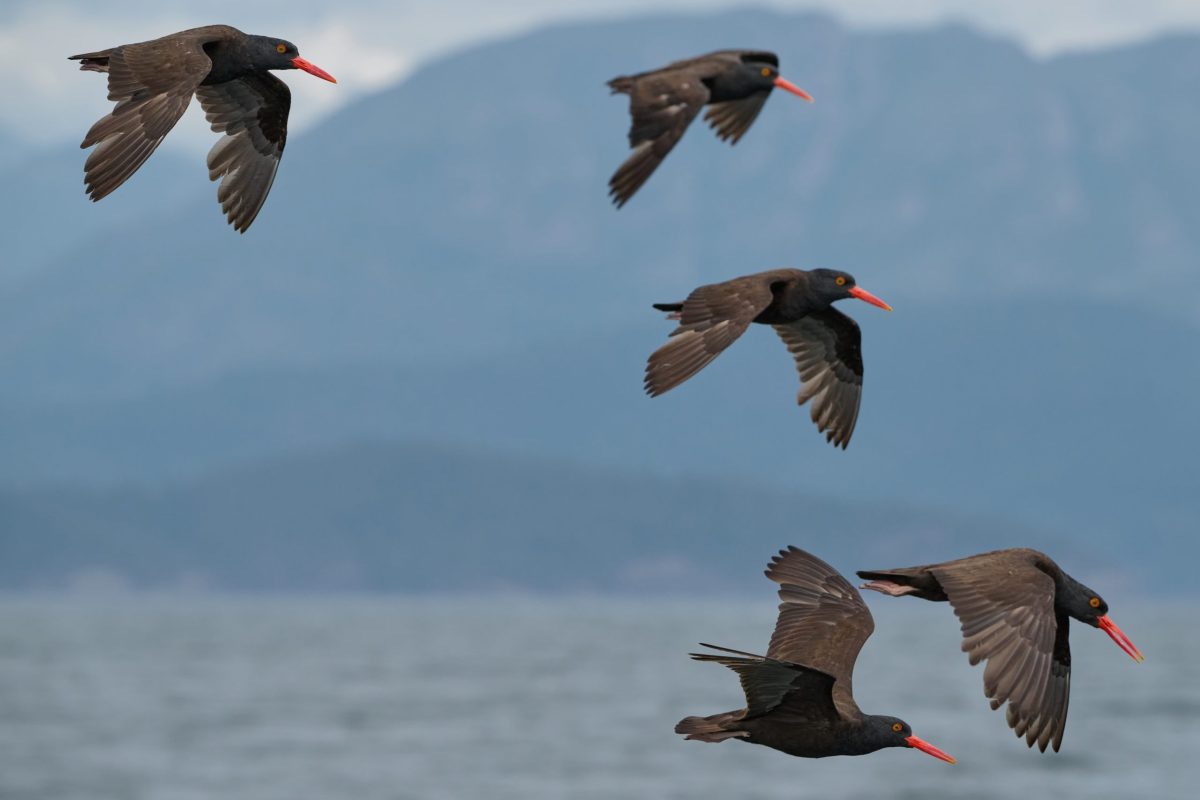 Five black oystercatchers with bright orange beaks are flying over the water, framed by blurred blue mountains in the background—setting the scene for a wild bear adventure nearby.