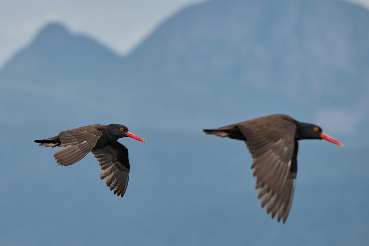 Herring Spawn photography Tours. Two black oystercatchers with bright orange beaks and yellow eyes fly side by side over water, with blurred blue mountains in the background.