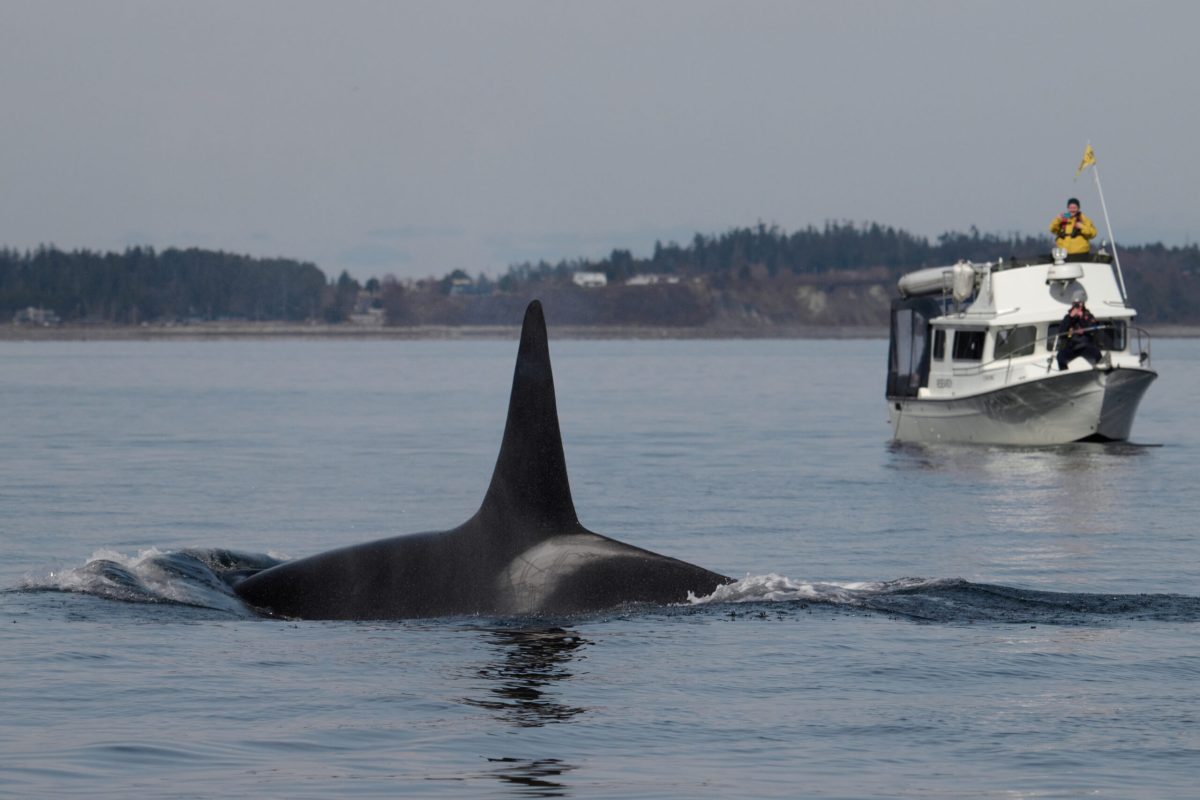 Big bull Orca and Skana boat research team form Oceanwise