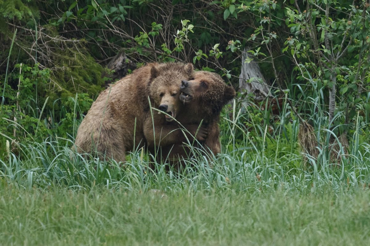 Small-Group, Ethical Bear Tours. Two brown bears stand close together in tall grass near dense green foliage; one bear appears to nibble or nuzzle the other's ear, suggesting playful or affectionate interaction.