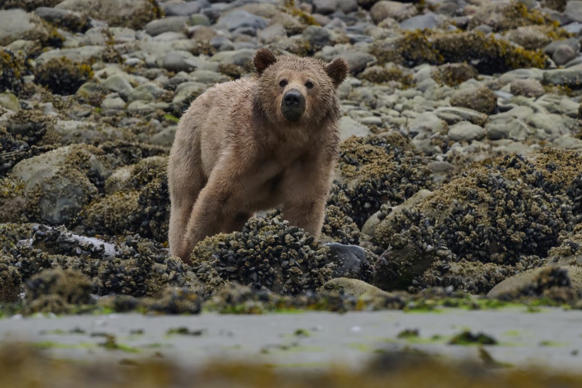 Bear Tours Campbell River. A brown bear stands among rocks and seaweed on a rocky shoreline, looking directly at the camera. The background is filled with stones and patches of seaweed.