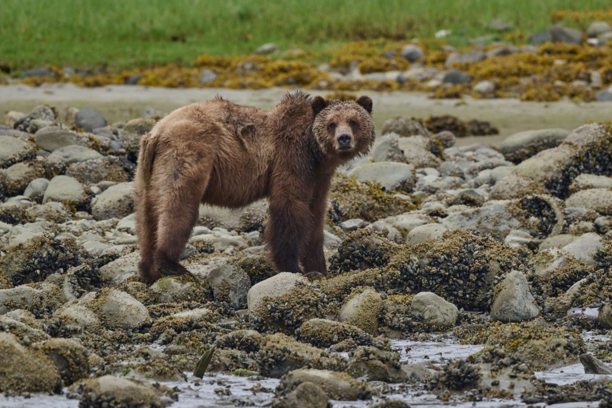 Small-Group, Ethical Bear Tour, brown bear stands on a rocky, seaweed-covered shoreline with green grass in the background, looking toward the camera.