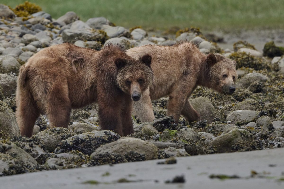 Bear Tours Campbell River. Two brown bears with wet fur stand on a rocky shoreline, with patches of green grass in the background. One bear looks toward the camera while the other faces sideways.
