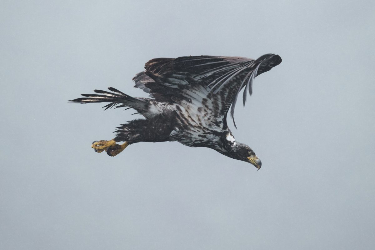 A juvenile bald eagle with mottled brown and white feathers soars against a cloudy gray sky, its wings outstretched and beak pointed downward.