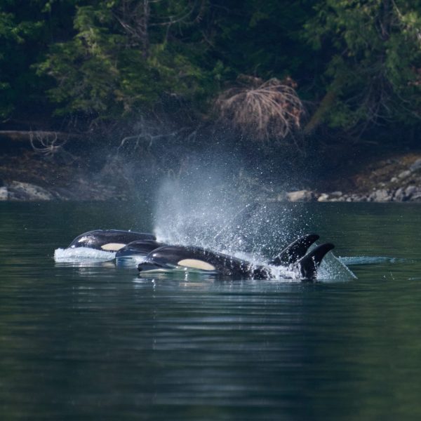 Biggs Orca, Campbell RiverWhale watching. A pod of orcas swims close together at the water’s surface, exhaling misty spouts, with a forested shoreline visible in the background.