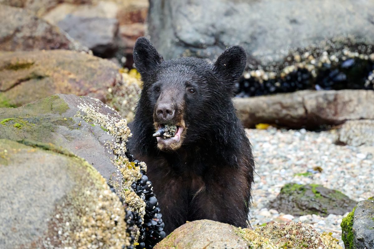 Bear tours Campbell River. A black bear sits among rocky terrain, holding a shellfish in its mouth. The surrounding rocks are covered with barnacles and mussels, and the ground is scattered with pebbles.