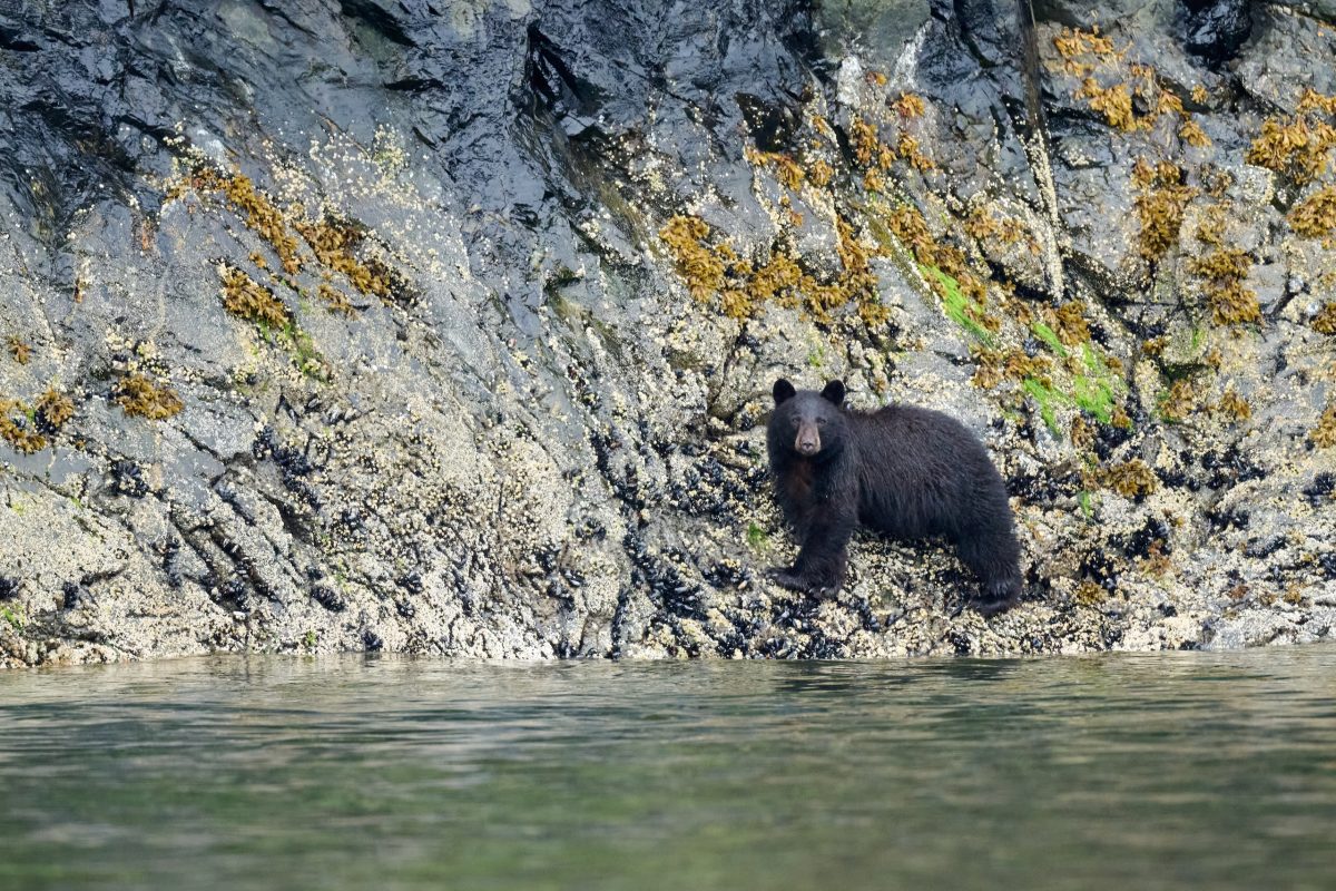 Small-Group, Ethical Bear Tours. A black bear stands on rocky terrain at the edge of a body of water, with moss and seaweed visible on the rocks behind it.
