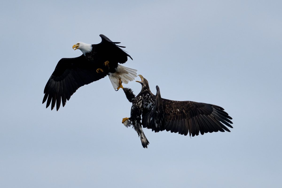 Bald Eagles