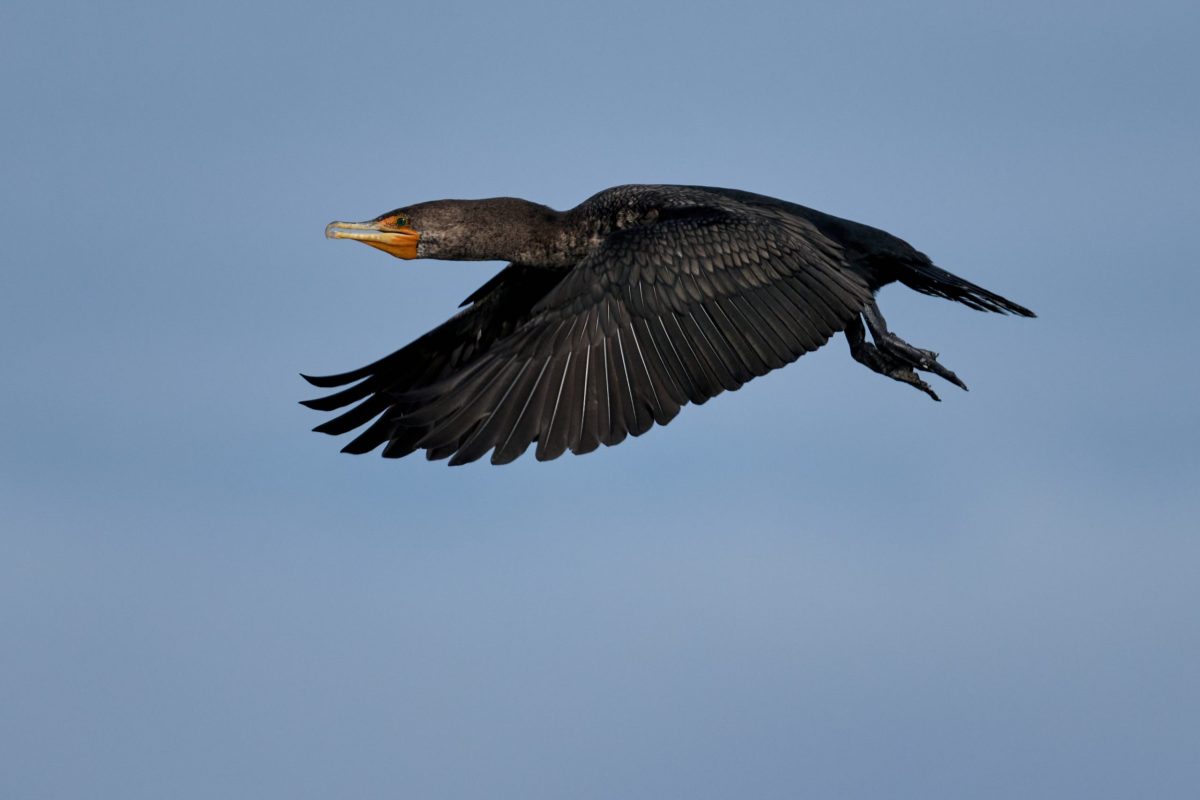 Comox herring tours, Double crested cormorant in flight