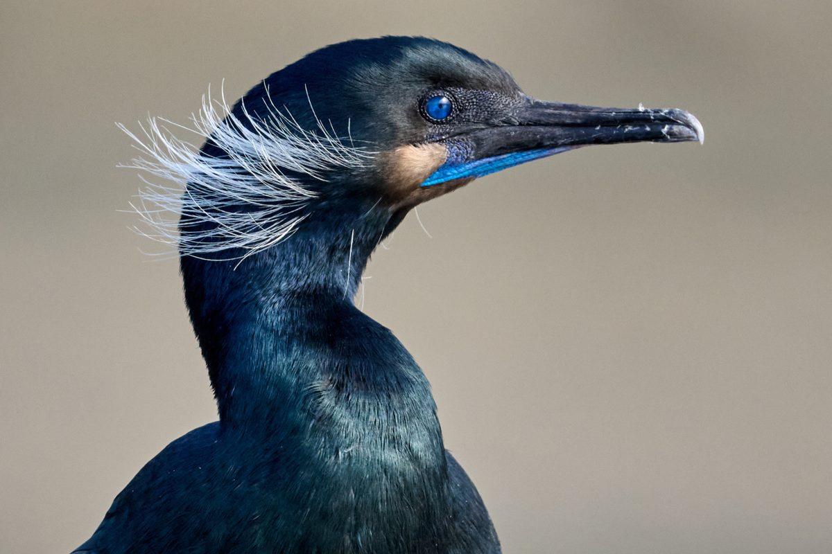 Pelagic cormorant