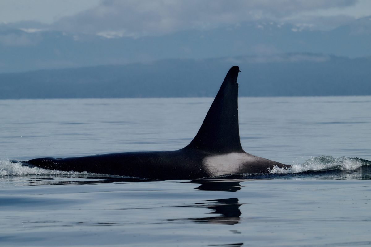 T87 oldest male orca on the coast 62 years old this year!