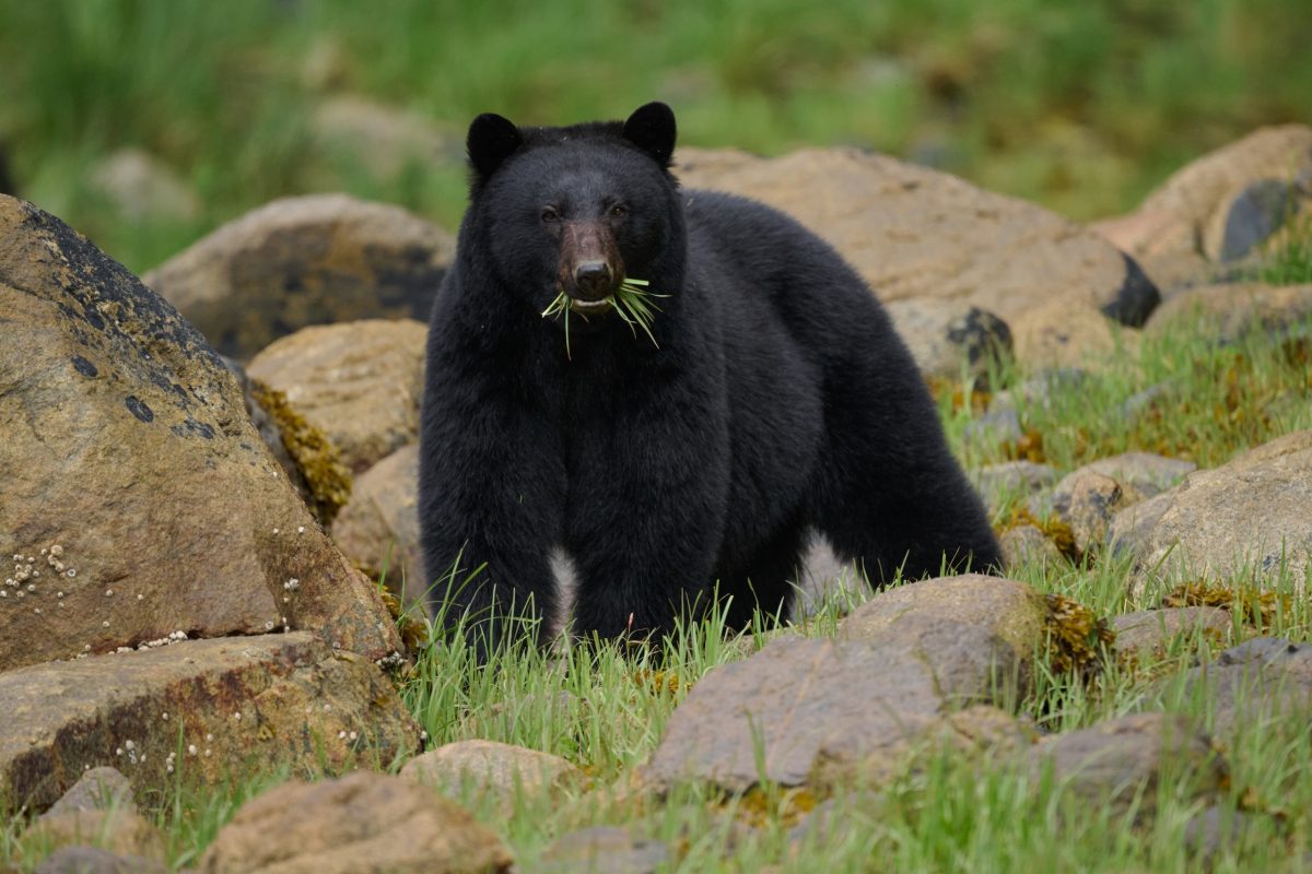 Small-Group, Ethical Bear Tours Campbell River. A black bear stands on grass among large rocks, facing the camera with blades of green grass in its mouth. The background is blurred, showing more rocks and greenery.