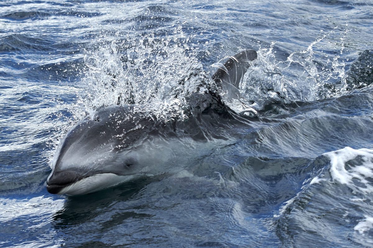 A dolphin emerges from the ocean, breaking through the water’s surface with a splash, surrounded by rippling blue waves.