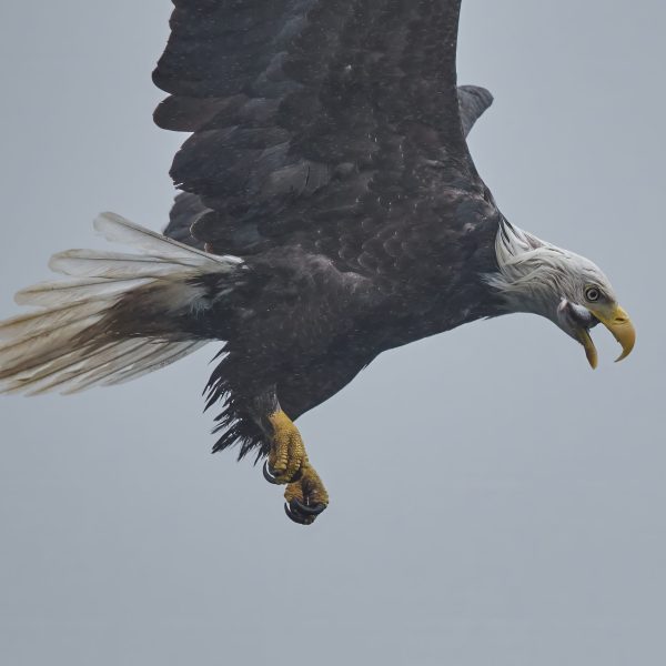A bald eagle with a white head and yellow beak soars through the air, its wings angled upward and talons extended, set against a pale gray sky.