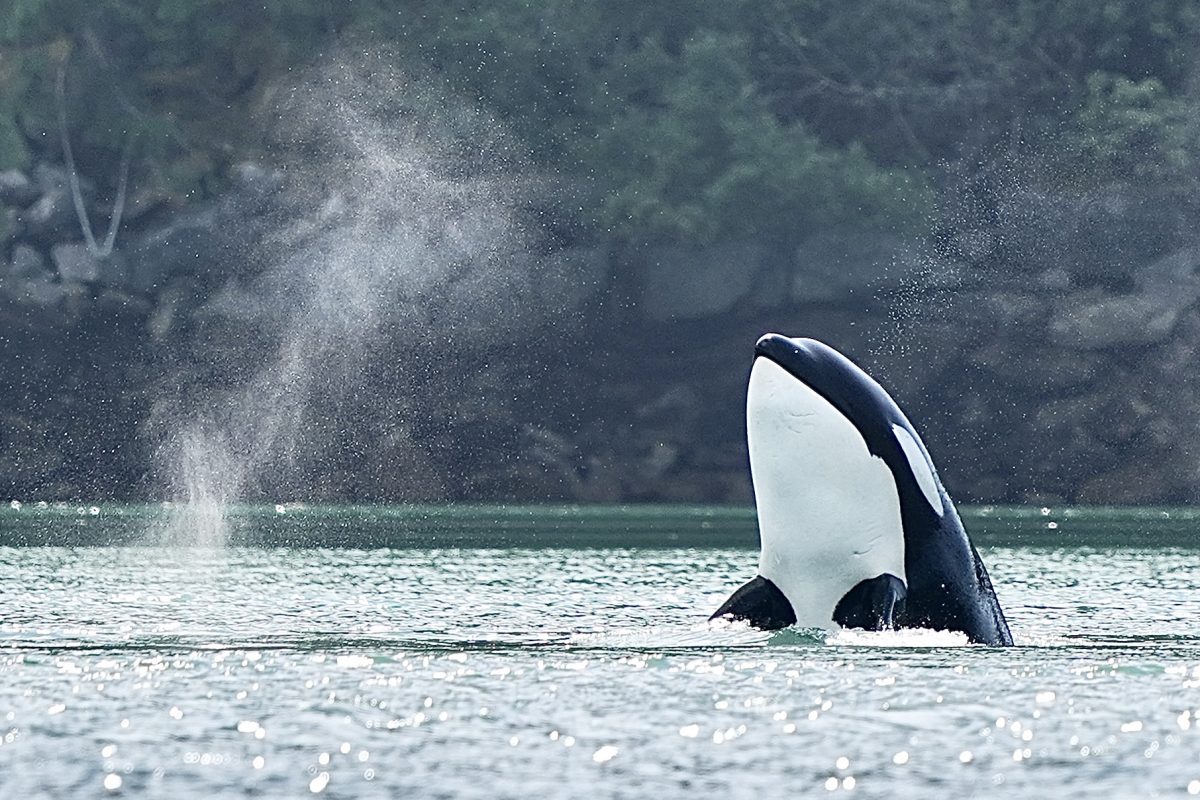 Transient Orca spy hopping in yuculta rapids in the Discovery Islands