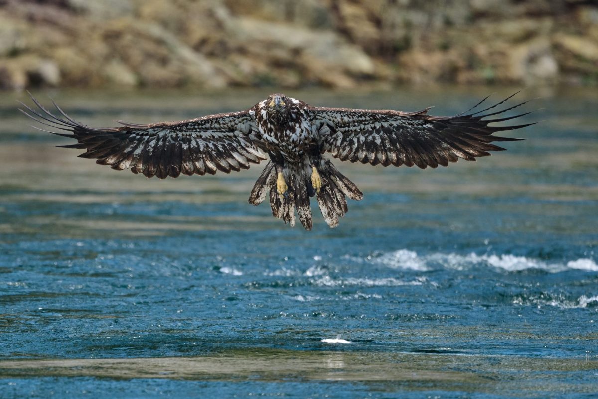 A juvenile bald eagle with mottled brown and white feathers flies low over a river, wings fully spread, with a rocky shoreline in the background.