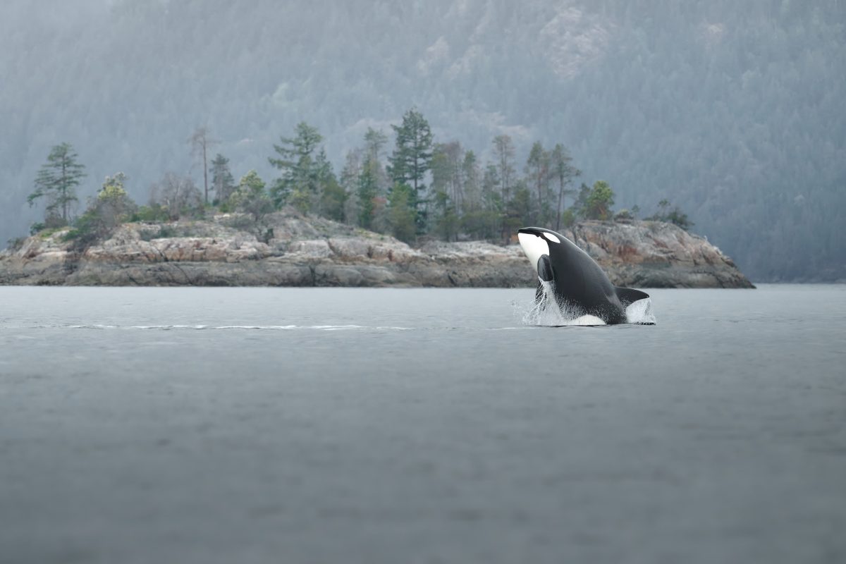 Vancouver Island Herring Spawn.