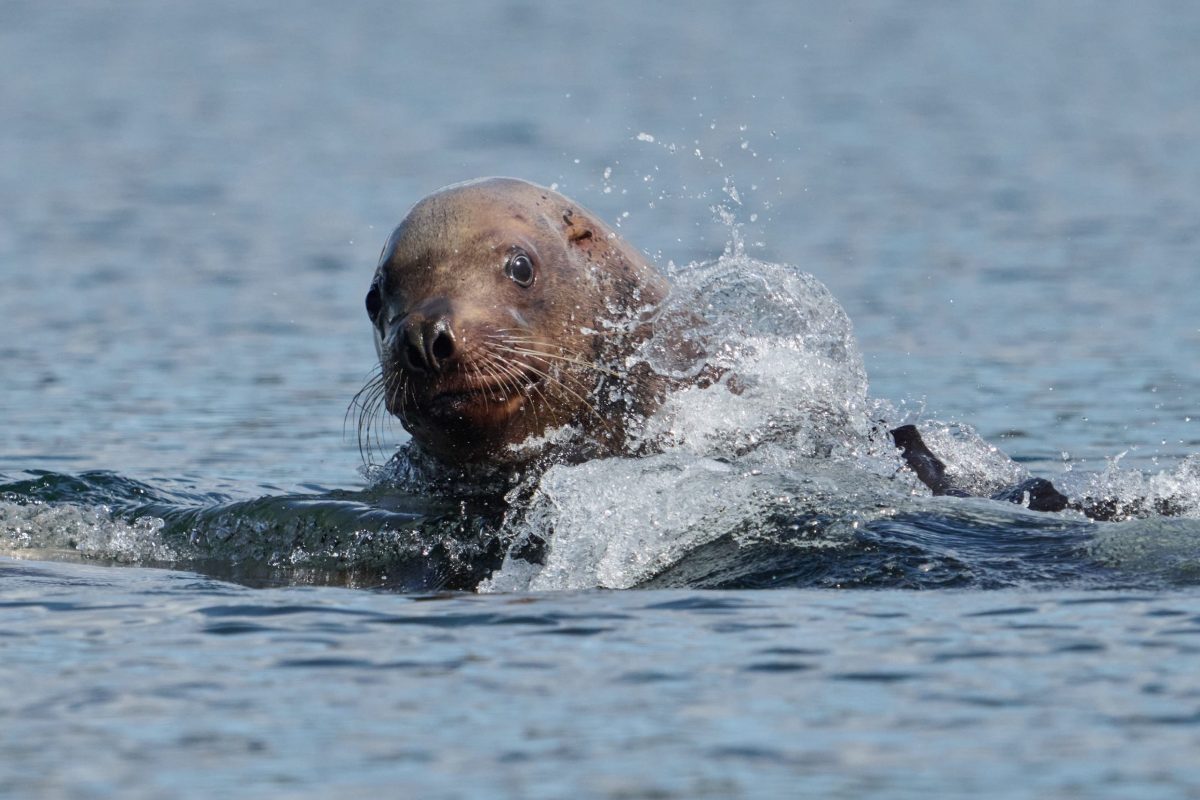 A seal with wet fur swims at the water's surface, its head emerging and water splashing around it. The background shows calm, blue water.