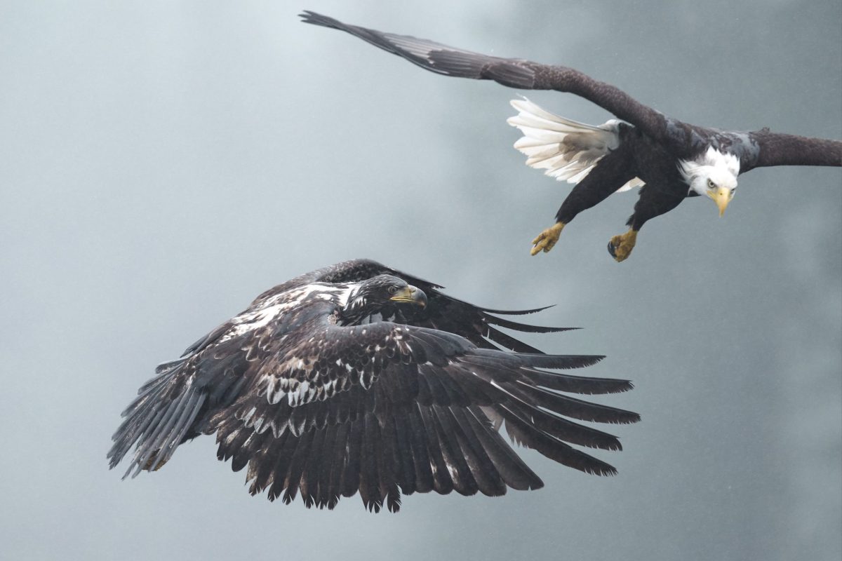 Two bald eagles in flight, one with outstretched talons and the other banking sharply, set against a misty, gray sky with blurred trees in the background.