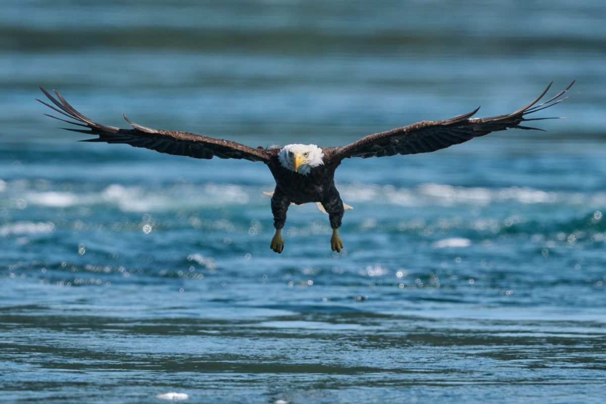 A bald eagle soars low over a body of water with its wings fully outstretched, facing the camera. The water in the background appears calm with slight ripples.