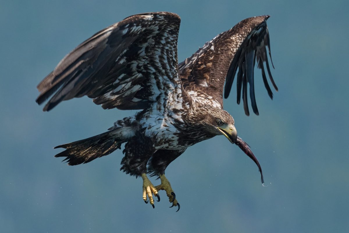 A large brown and white eagle is flying with its wings spread wide, holding a long fish in its beak against a blurred blue and green background.