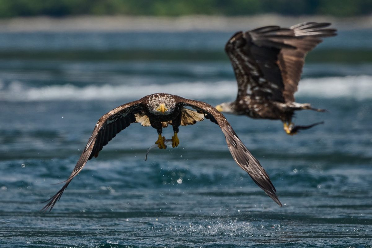 Two eagles with outstretched wings fly low over water, splashing slightly. One is in sharp focus, facing forward, while the other is blurred in the background. Green foliage and shoreline are visible behind them.