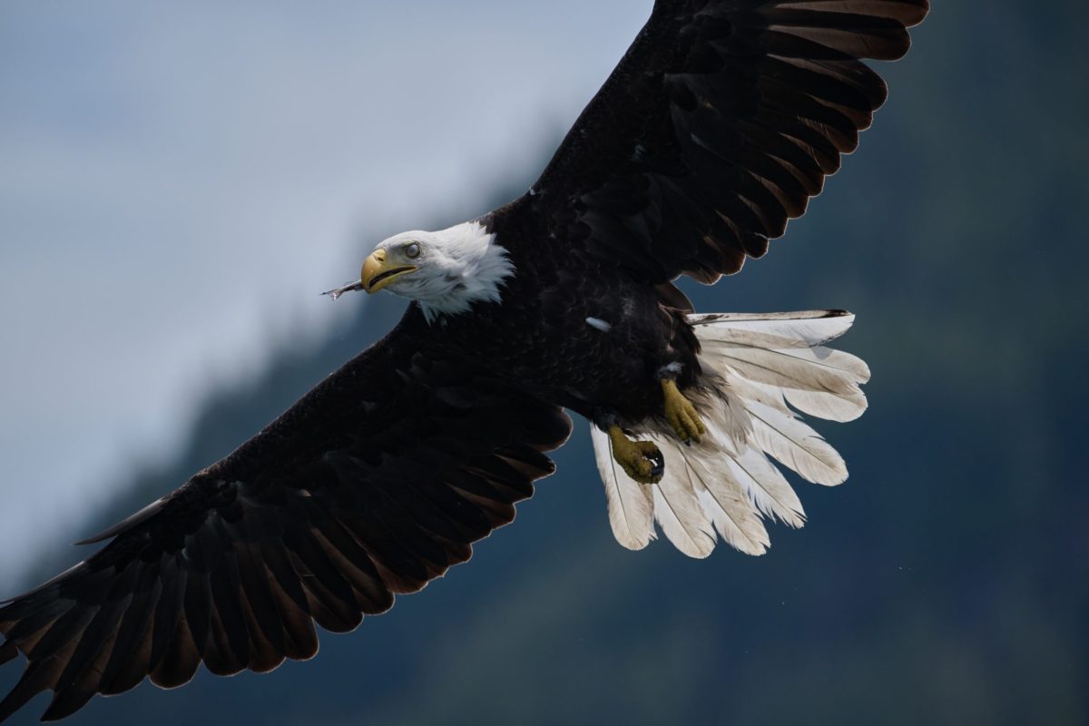 A bald eagle flies with wings spread wide against a blurred, mountainous background, holding a small twig in its beak.