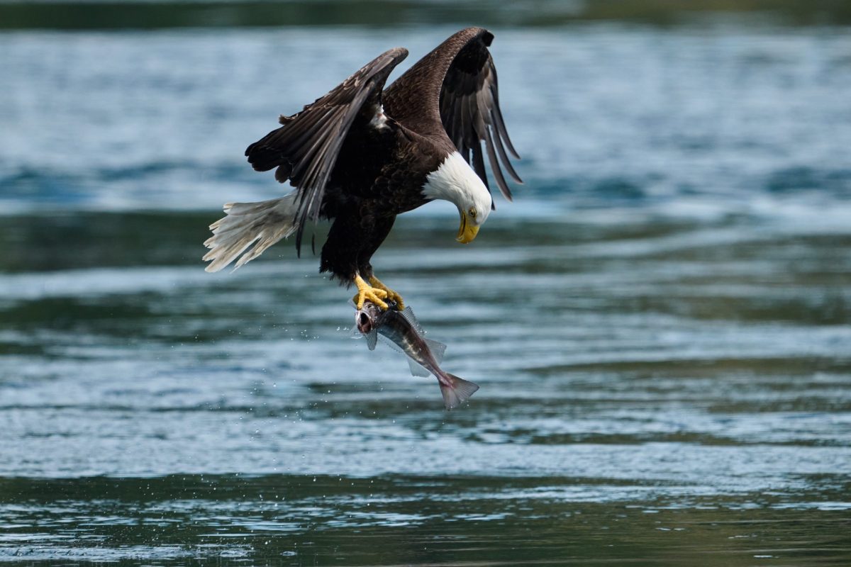 A bald eagle swoops down and catches a fish with its talons above the surface of a blue, rippling body of water.