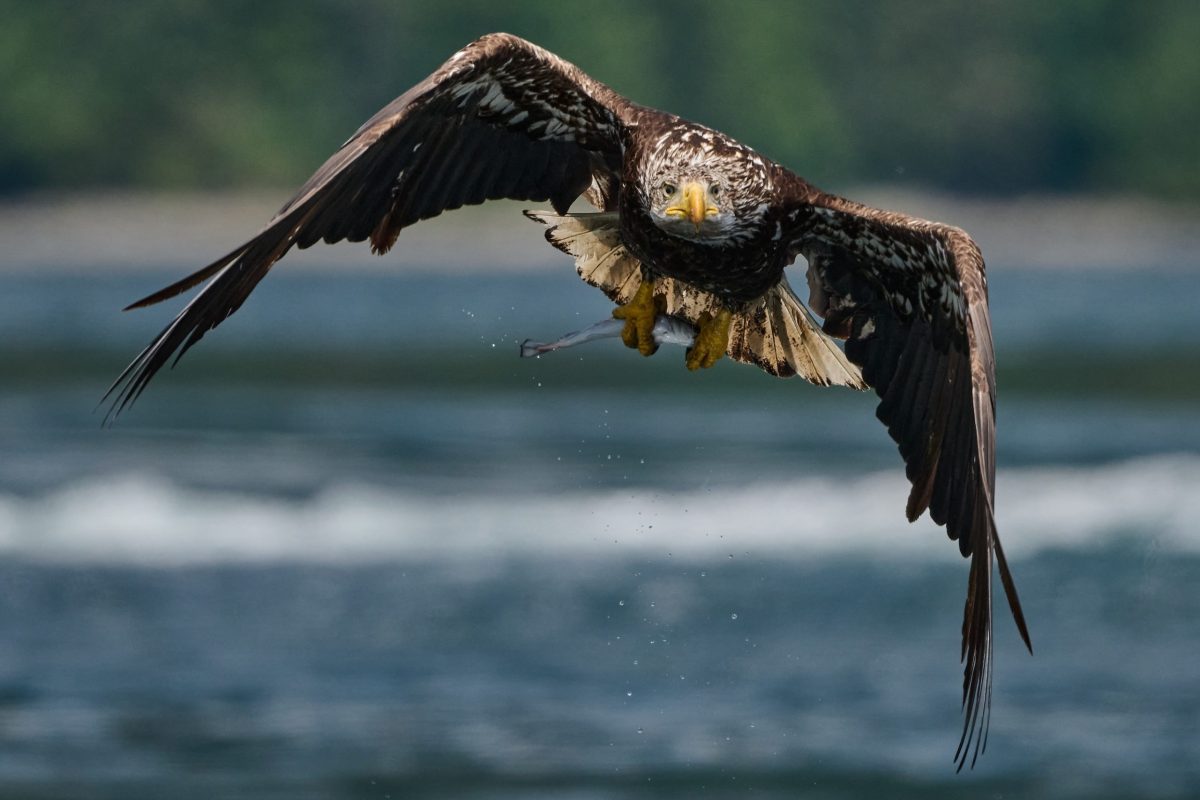 A large eagle with outstretched wings flies low over water, facing the camera. Its talons are extended and water droplets trail behind, with a blurred background of trees and river.