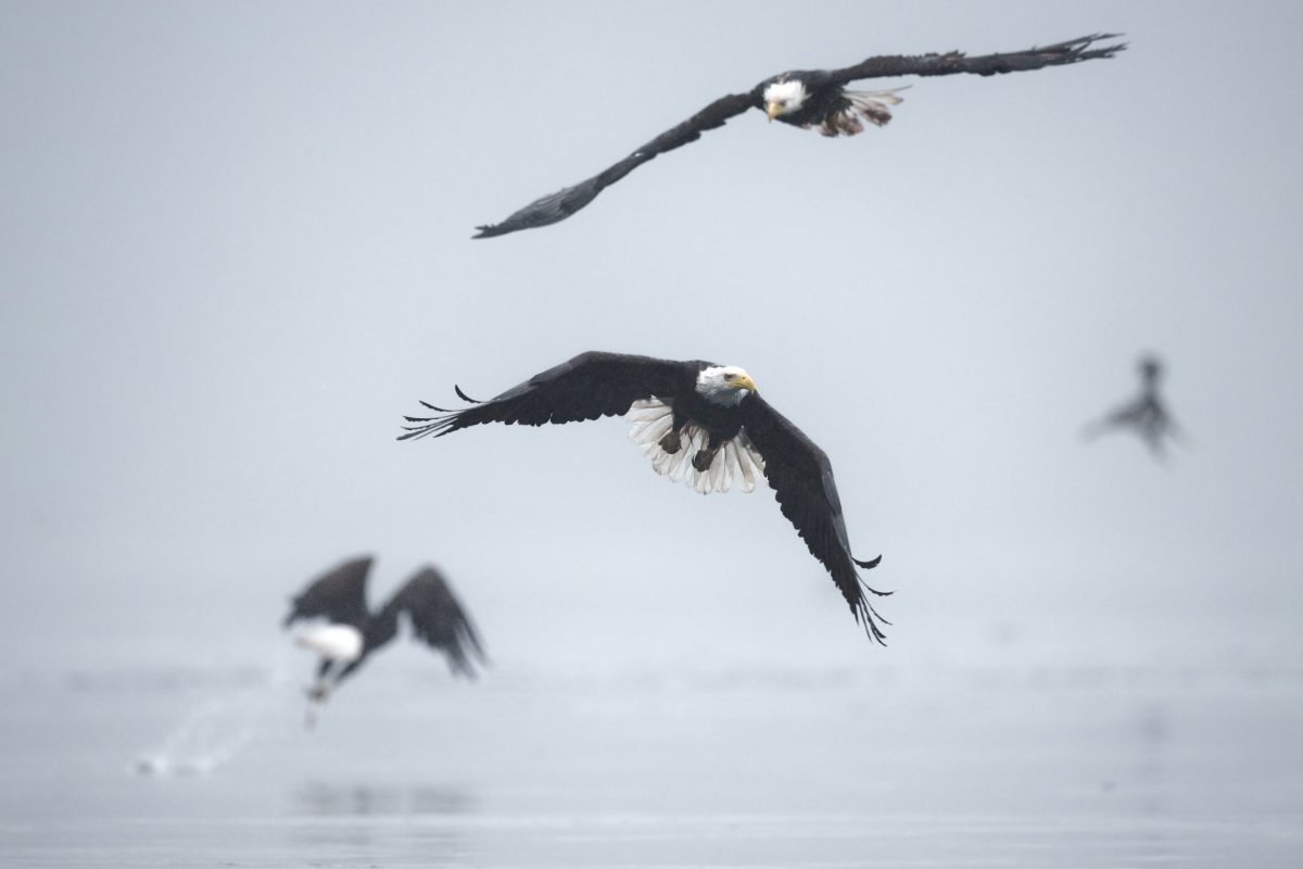 Four bald eagles fly low above a misty, gray body of water. Two are in sharp focus, wings spread wide, while the others appear blurred in the background, creating a dramatic, atmospheric scene.