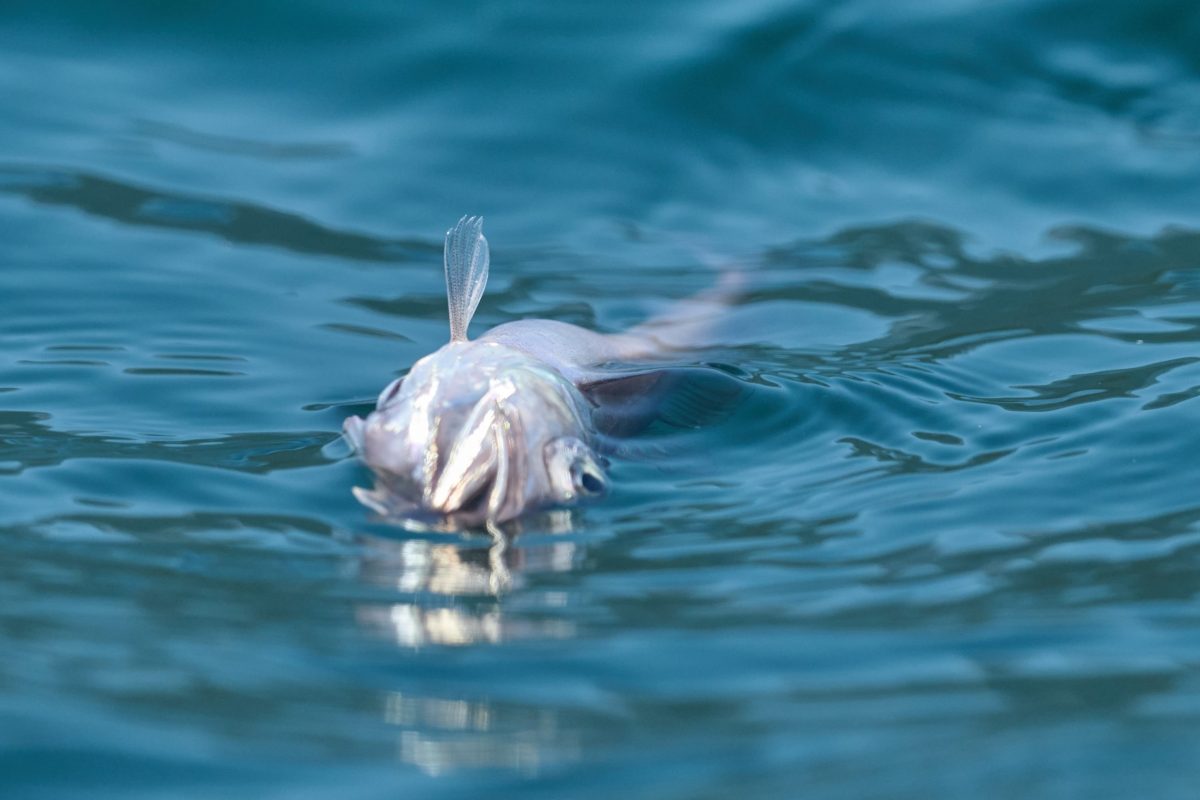 A fish floating upside down at the surface of blue water, indicating it is dead or dying. The background is blurred, with ripples on the water.