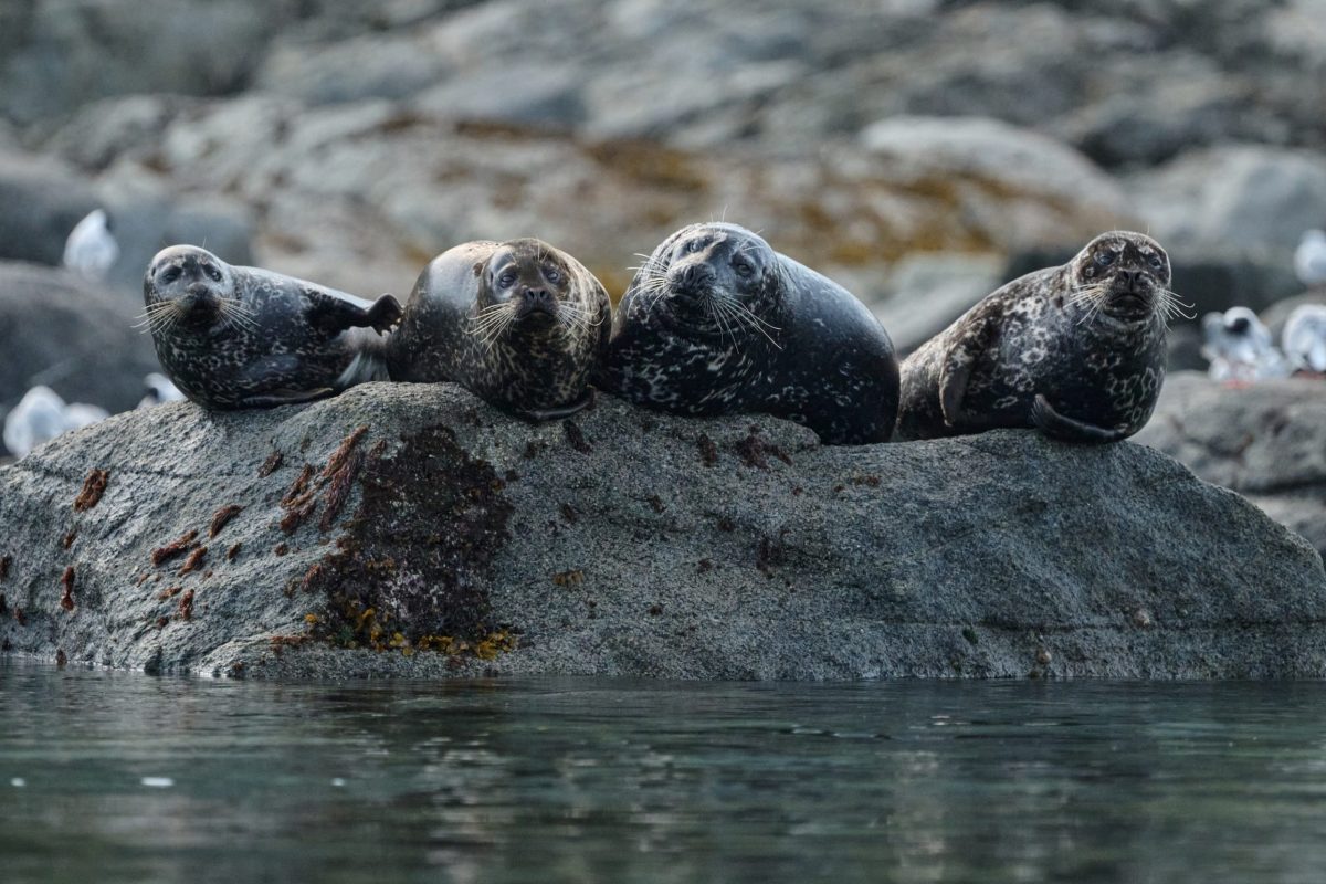 Four harbor seals are lying on a large gray rock near the water's edge, with rocky terrain and several birds in the blurred background. The seals appear relaxed and are facing toward the camera.