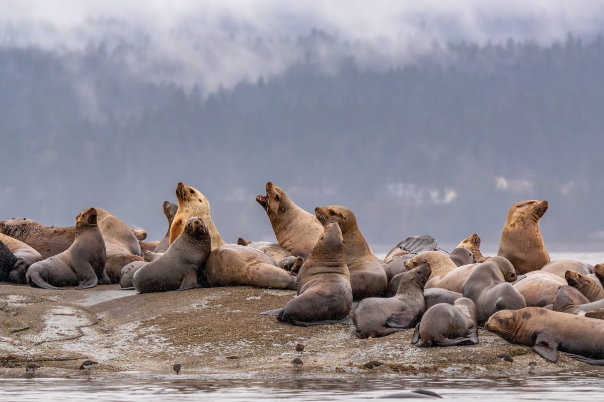 Pacific Herring Photography Workshops Steller Sea lion haulouts