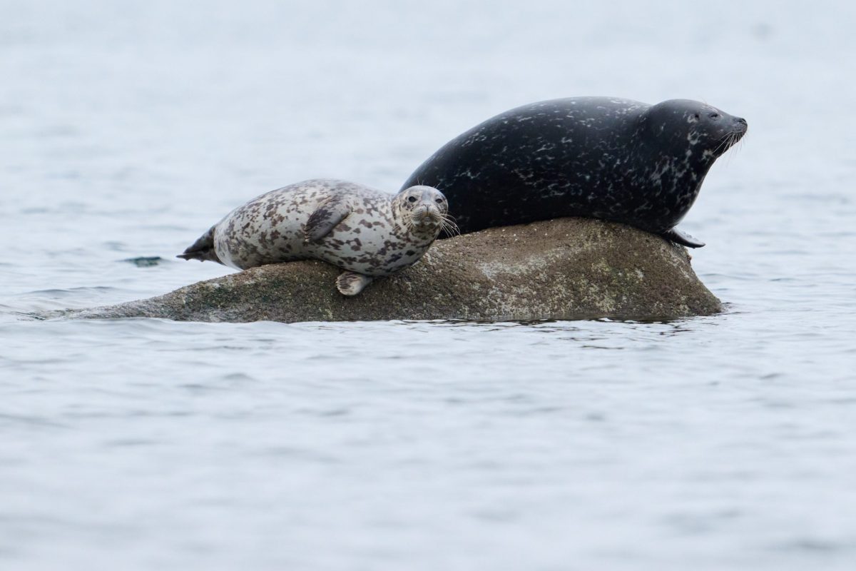 Two seals rest on a small rock surrounded by calm water; one seal is light with dark spots, and the other is dark with lighter spots, both looking in the same direction.