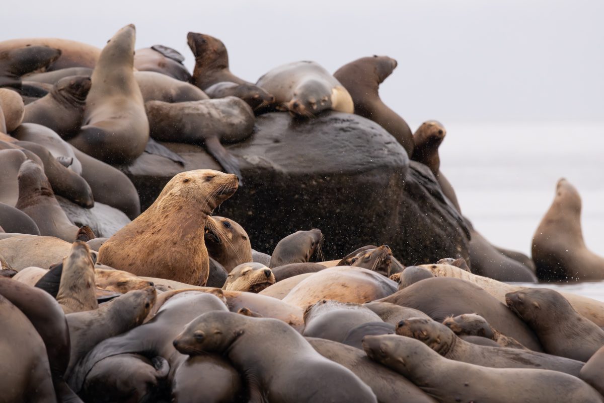 Vancouver Island Herring Spawn. A large group of sea lions are crowded closely together on rocks by the ocean, with some looking alert and others resting. The sky is overcast and the sea is calm in the background.